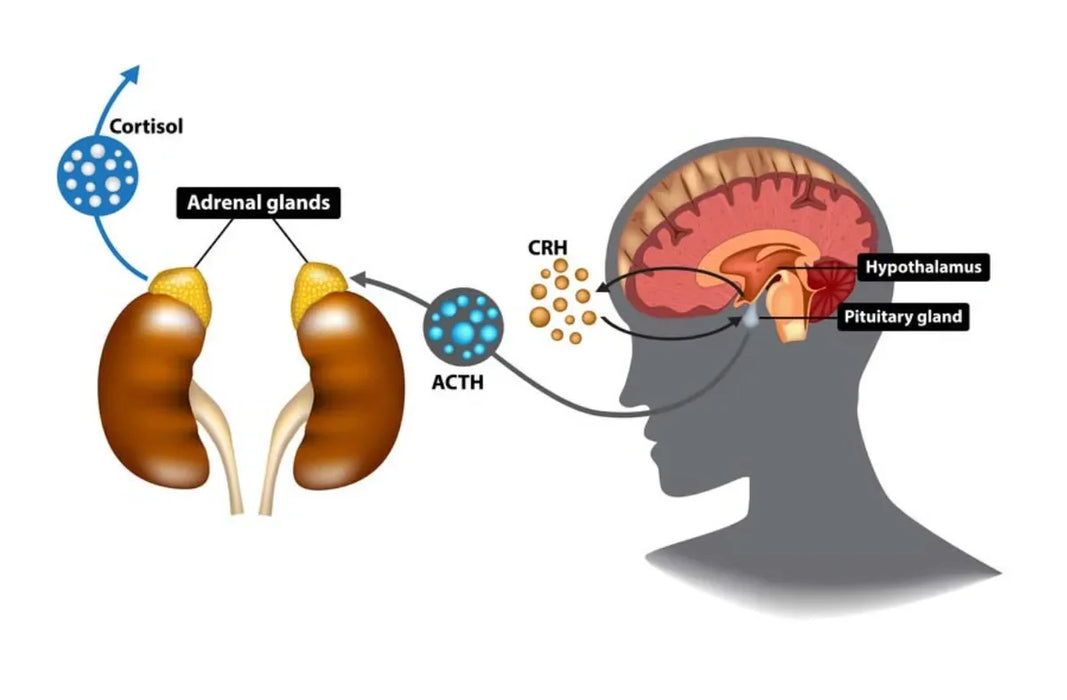 Grass Fed Beef Adrenal - 160 Capsules