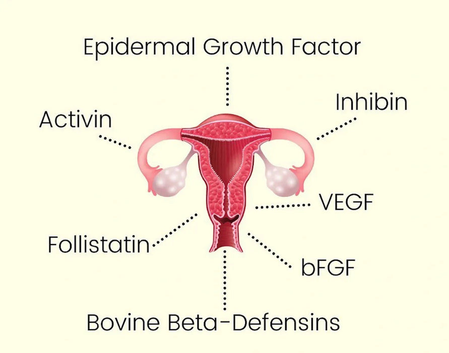 Diagram illustrating the female reproductive system with labeled growth factors.
