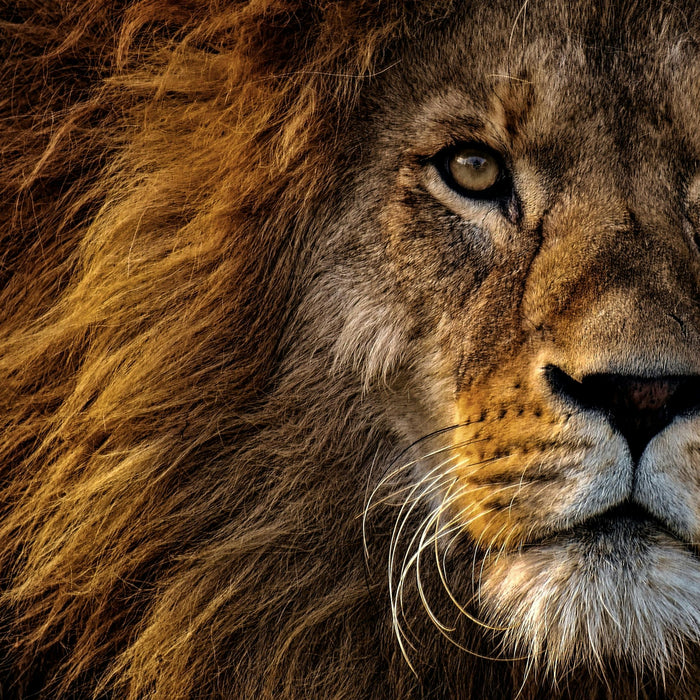 The Lion Diet