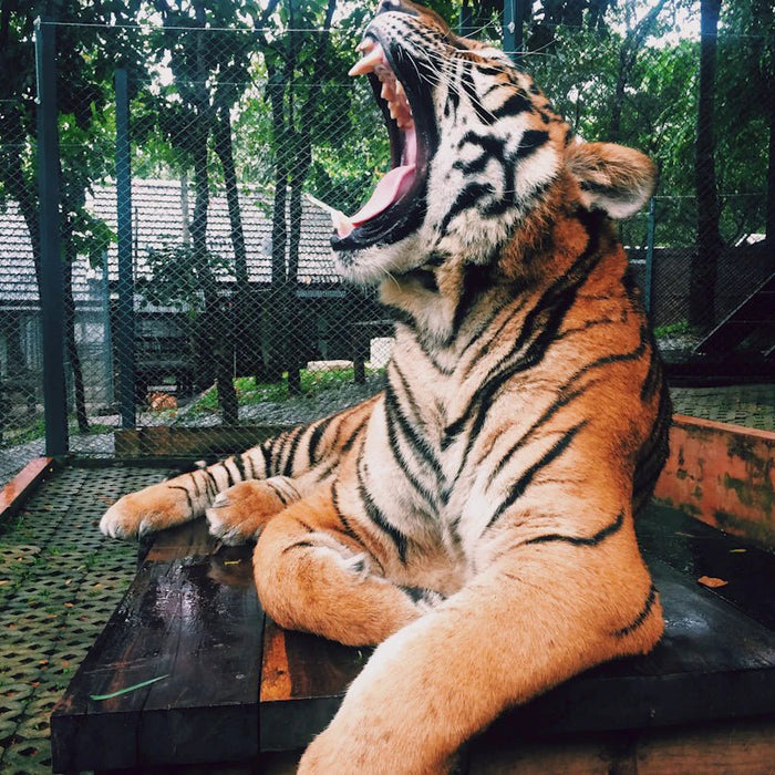 Debunking Myths: The Truth About the Carnivore Diet - Carnivore Store