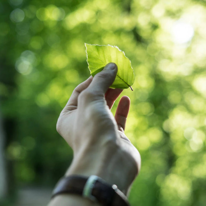 Exploring the Environmental Impact of a Carnivore Diet - Carnivore Store