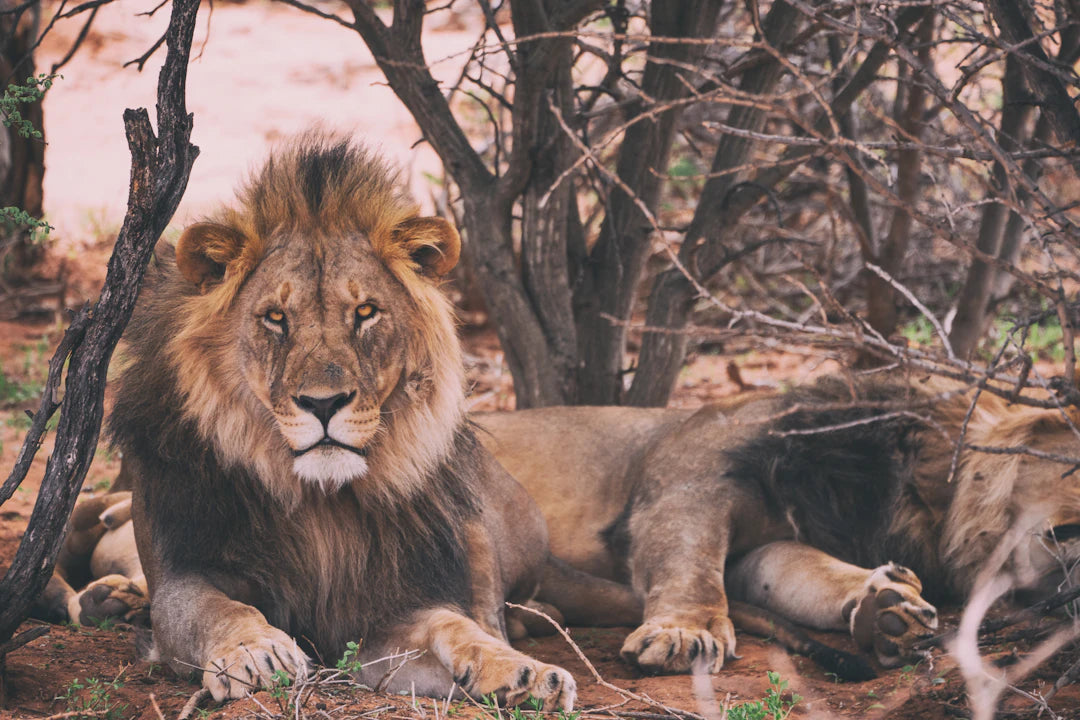 Unleashing Hormonal Harmony with the Carnivore Diet