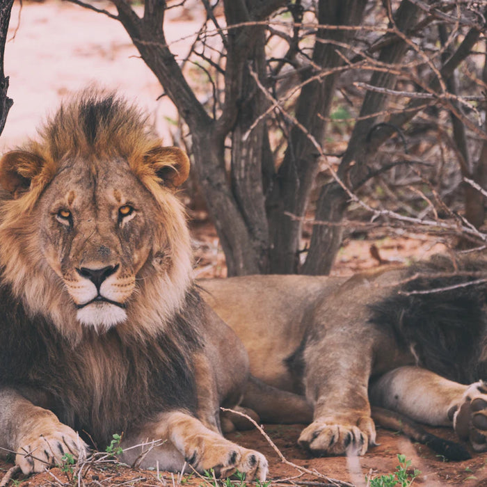 Unleashing Hormonal Harmony with the Carnivore Diet