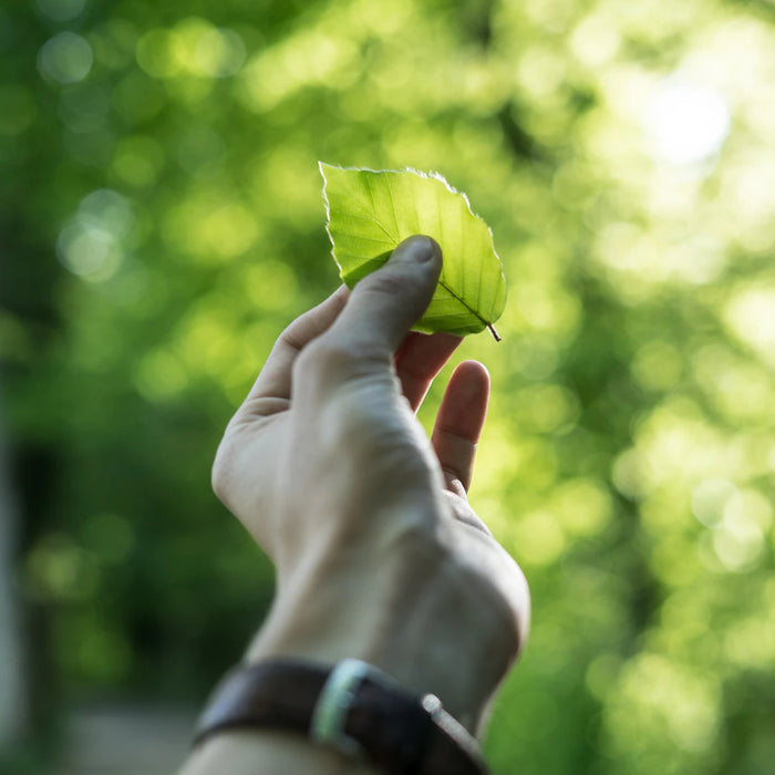 Exploring the Environmental Impact of a Carnivore Diet