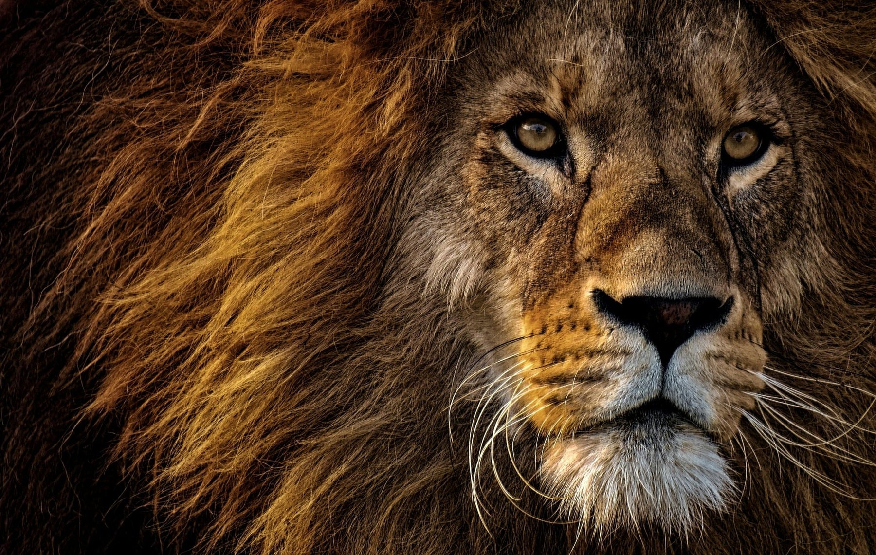 The Lion Diet vs. The Carnivore Diet: What's the difference? Which is Better? - Carnivore Store