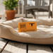 Pet Tallow Balm on dog bed on porch